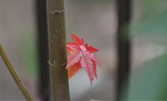 紅一点