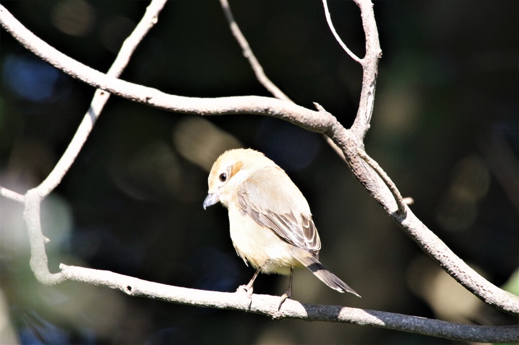 今日の野鳥 (4)