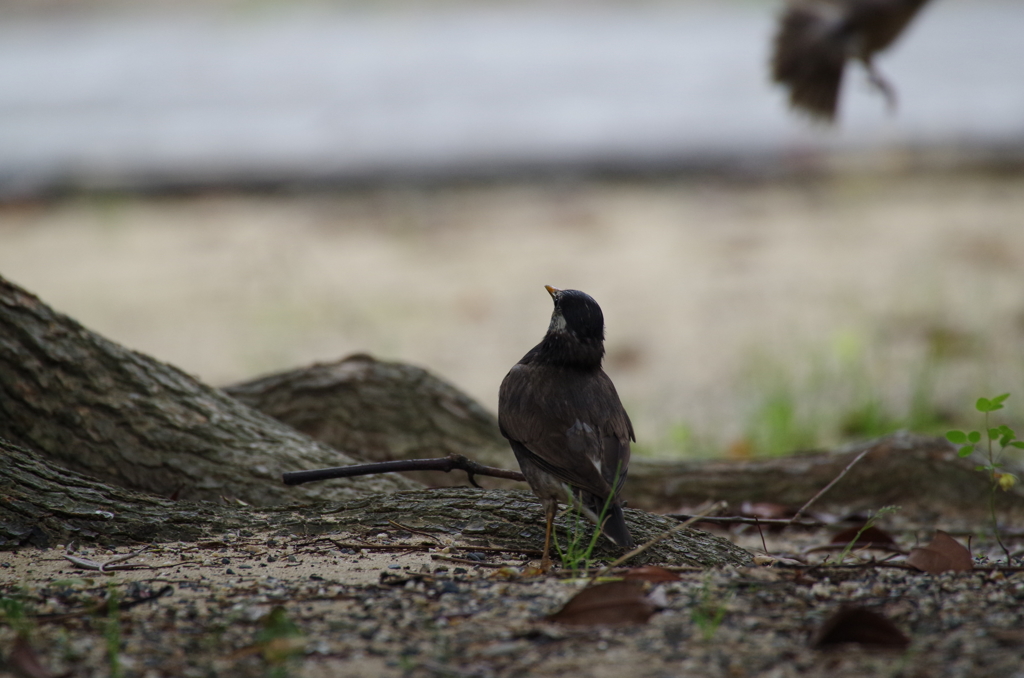 おっ、なんだぁー