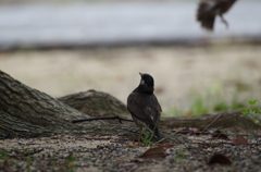 おっ、なんだぁー
