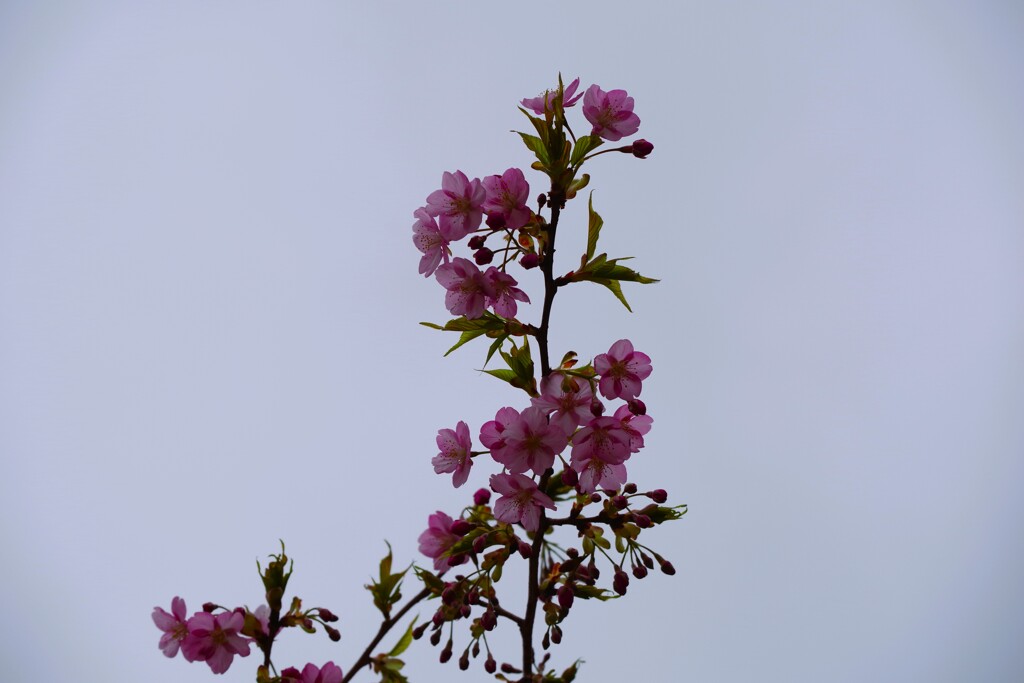 河津桜