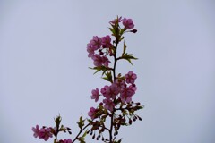 河津桜