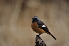 昨日のジョビ君 (2)