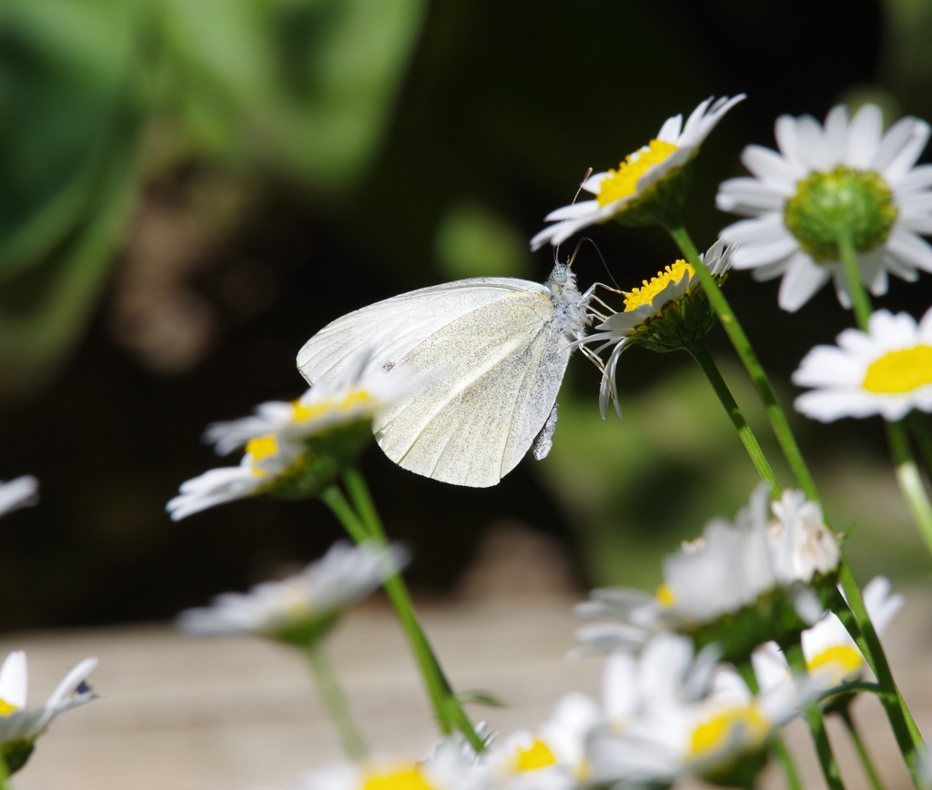 モンシロチョウ