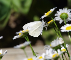 モンシロチョウ