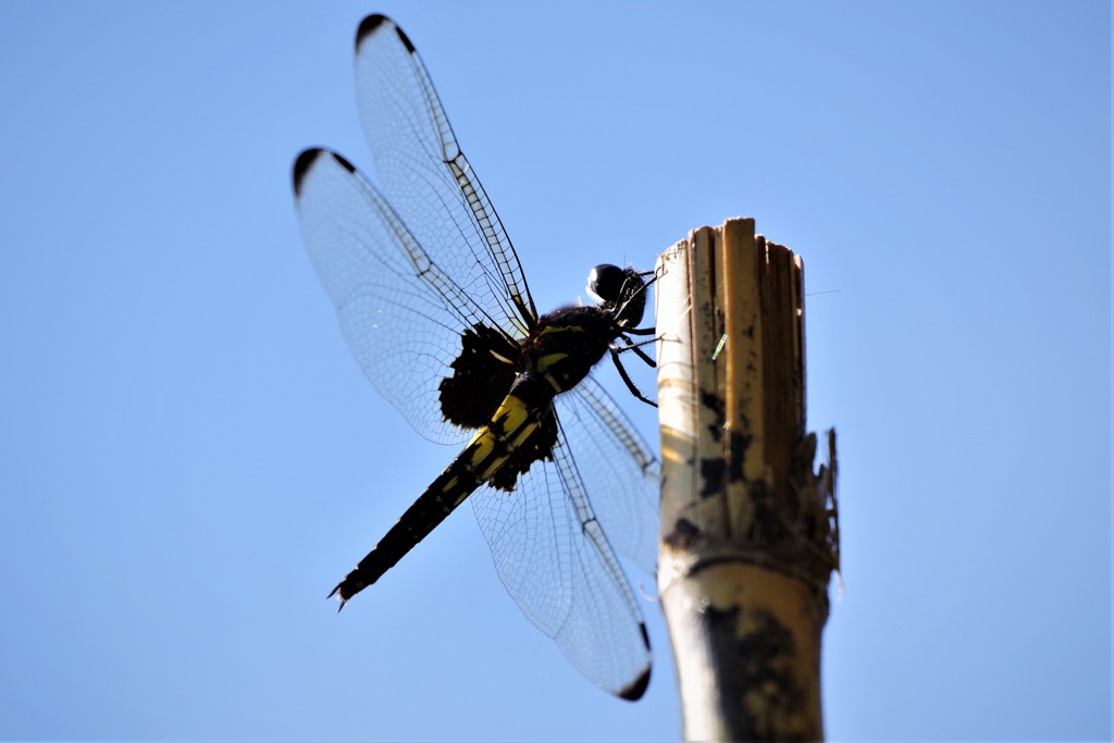 今日のトンボ (2)