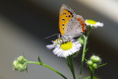 ヒメジョオンとベニシジミ (3)