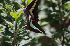 子孫繁栄のために