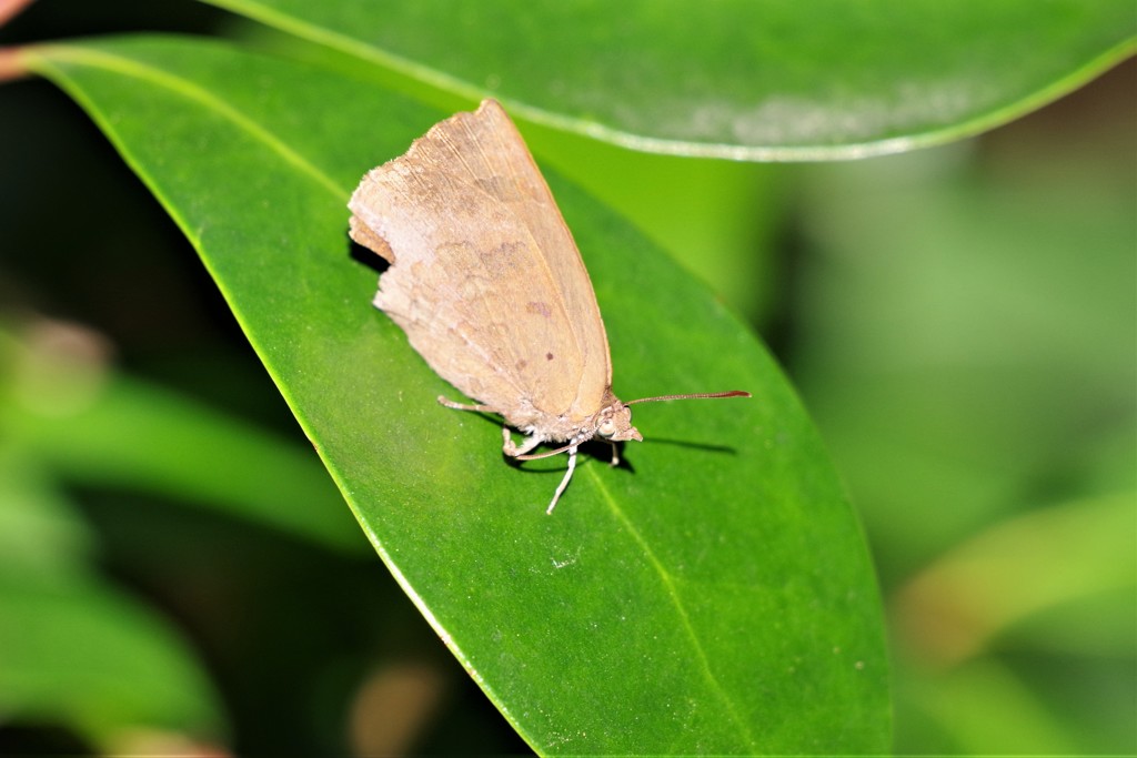 ムラサキシジミ (1)