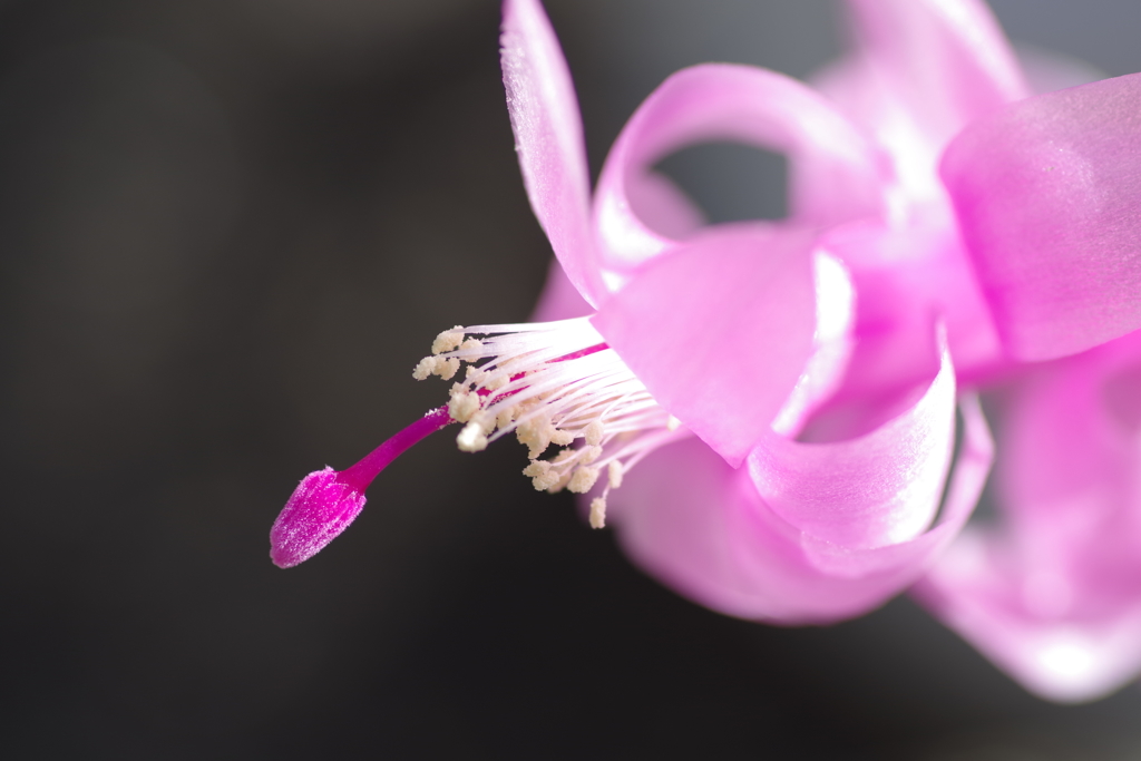 カニサボテン (2)