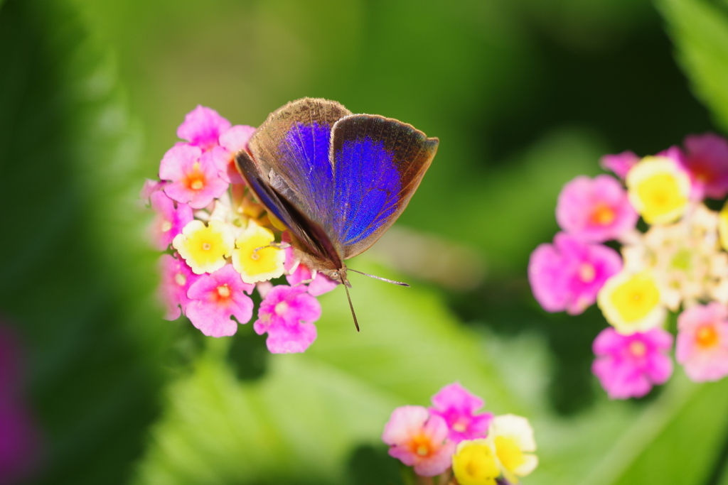 ムラサキシジミ (3)