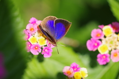 ムラサキシジミ (3)