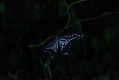 夜のアゲハ (1)