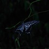 夜のアゲハ (1)