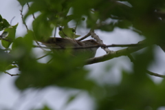 今日のウグイス (2)