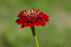 ヒャクニチソウ