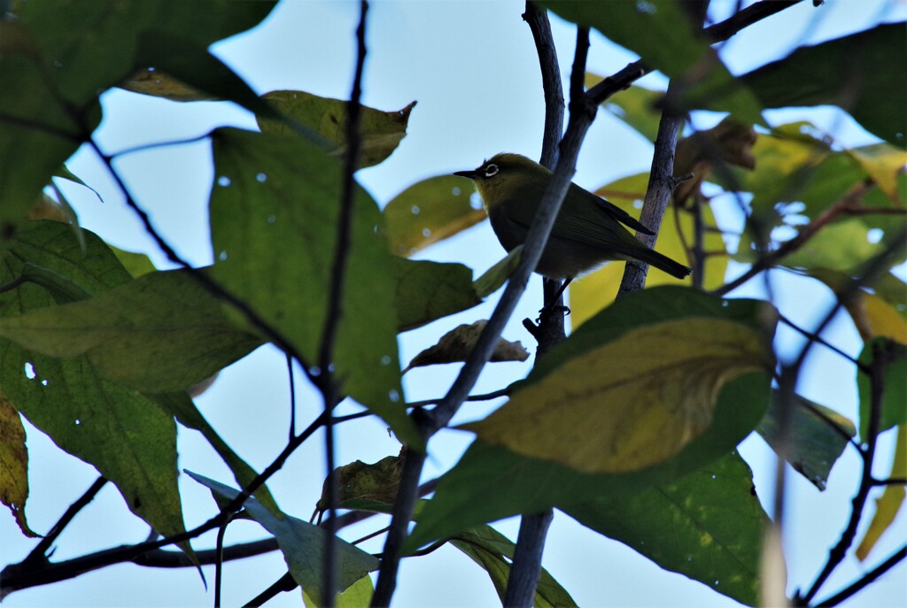 メジロちゃん (2)