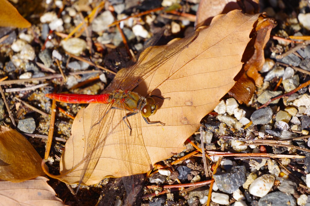 もうすぐクリスマスだというのに・・・ (2)