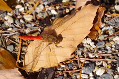 もうすぐクリスマスだというのに・・・ (2)