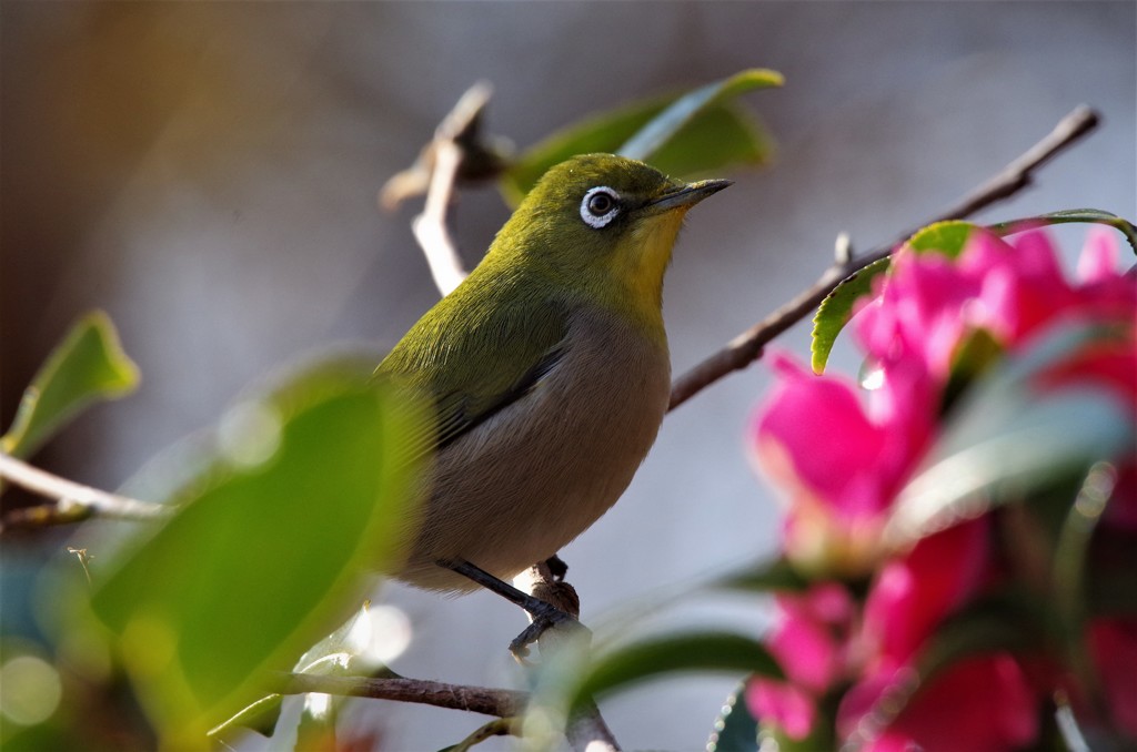 昨日のメジロ  (3)