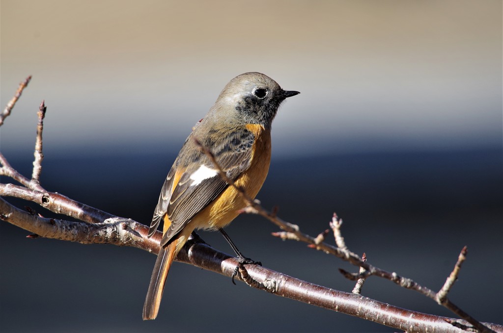 昨日のジョビ君 (1)