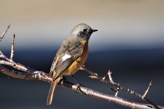 昨日のジョビ君 (1)