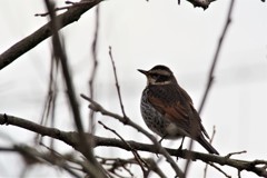 昨日の野鳥