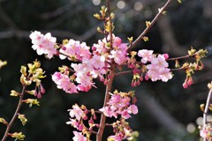 河津ザクラ