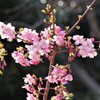 河津ザクラ