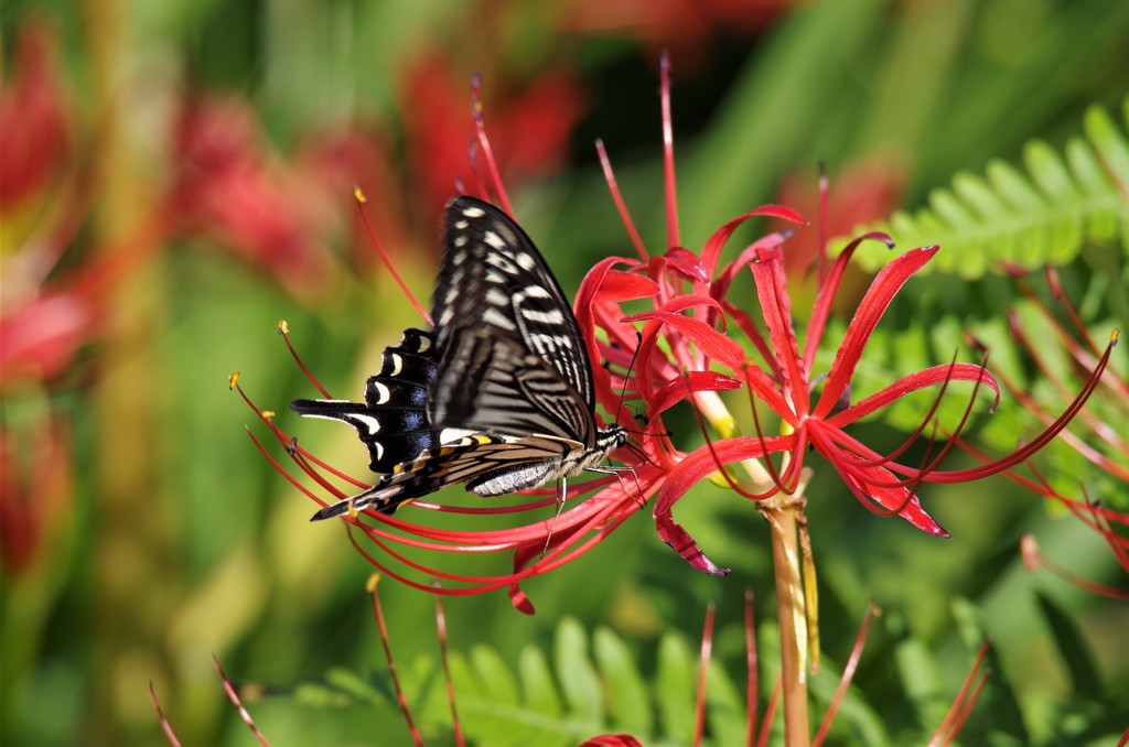 お彼岸ですね (2)