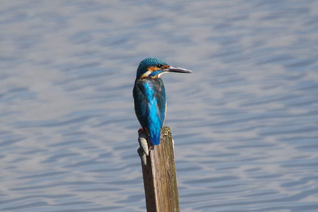 カワセミちゃん