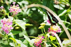 ランタナとチョウ (3)