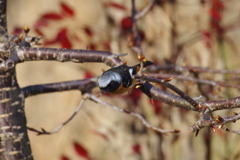 昨日のジョウビちゃん (2)