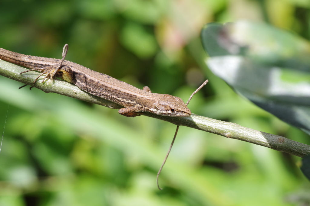 日光浴は、気持ちいい