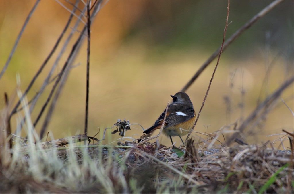 昨日のジョビ君 (2)