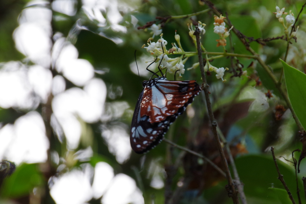 アサギマダラ (2)
