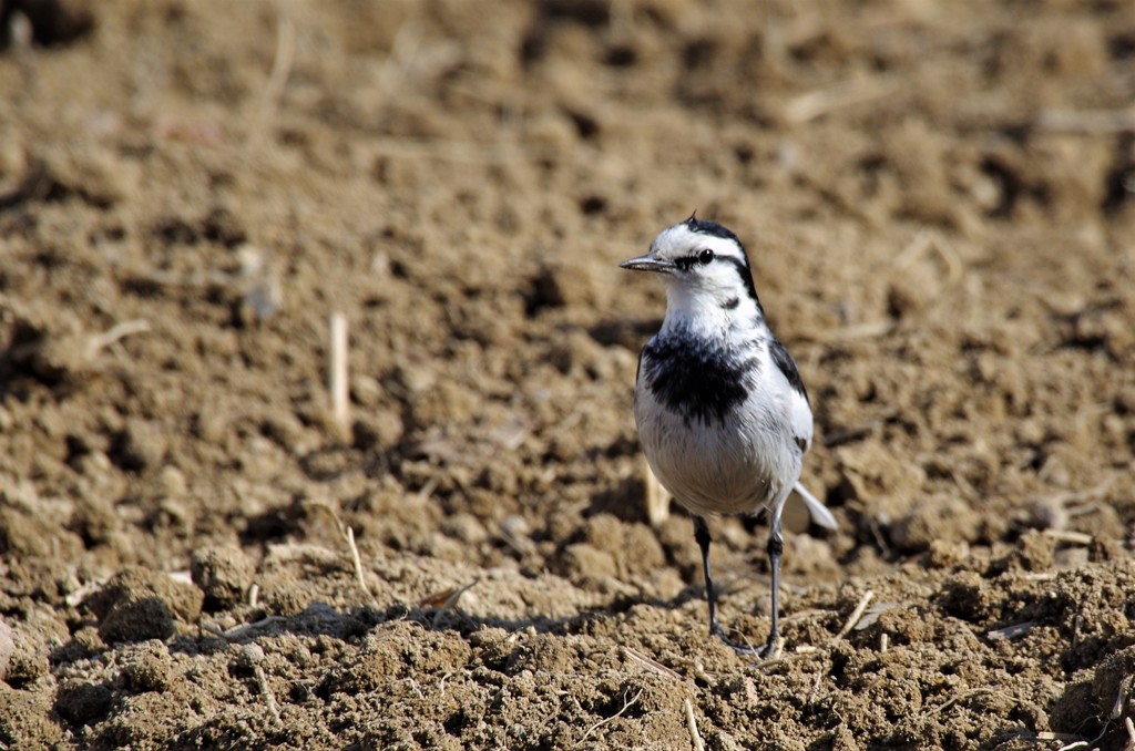 ハクセキレイ (3)