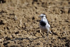 ハクセキレイ (3)