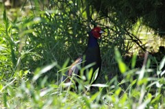 昨日のキジ君 (2)