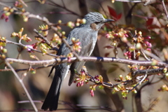 今日のヒヨドリ (2)