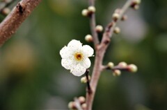 近所にて