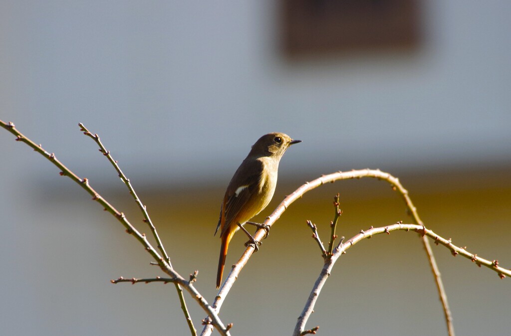 今日の野鳥 (1)