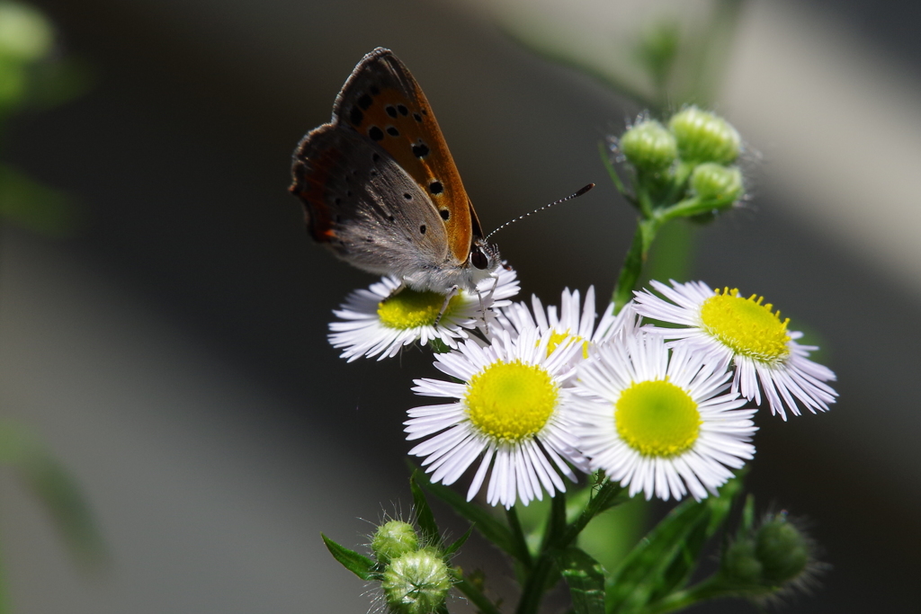 ヒメジョオンとベニシジミ (1)