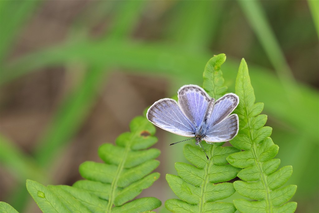 シジミチョウ (2)