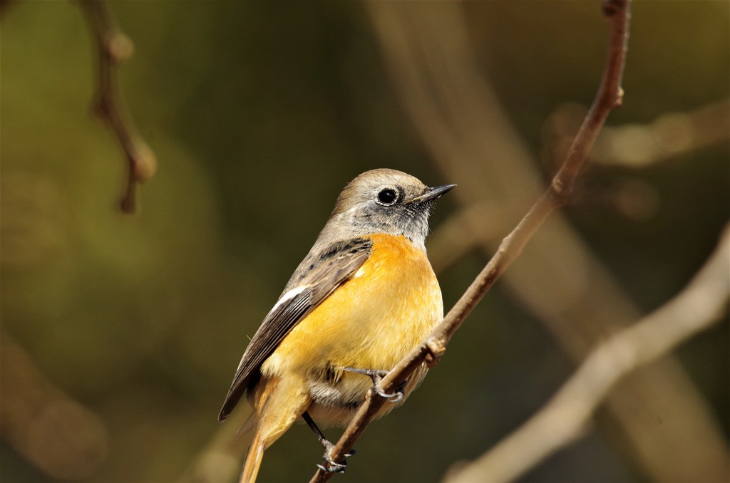 昨日のジョウビタキ (1)