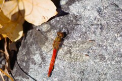 今日のアキアカネ (1)