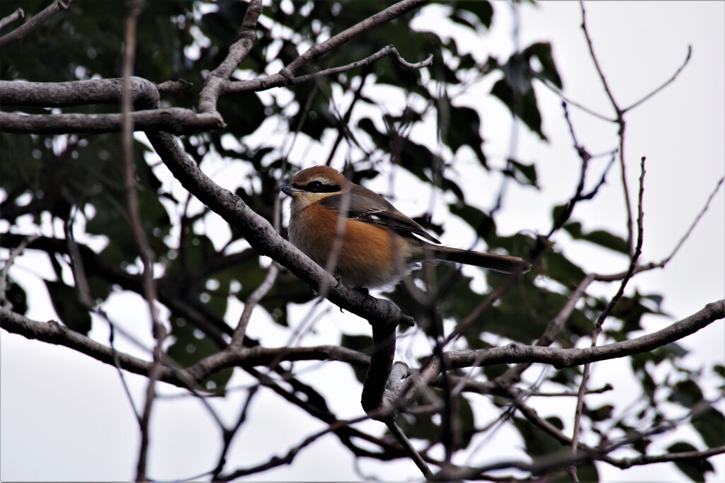 今日の野鳥 (1)