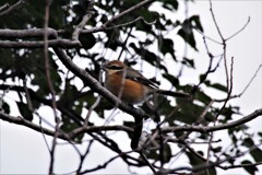 今日の野鳥 (1)
