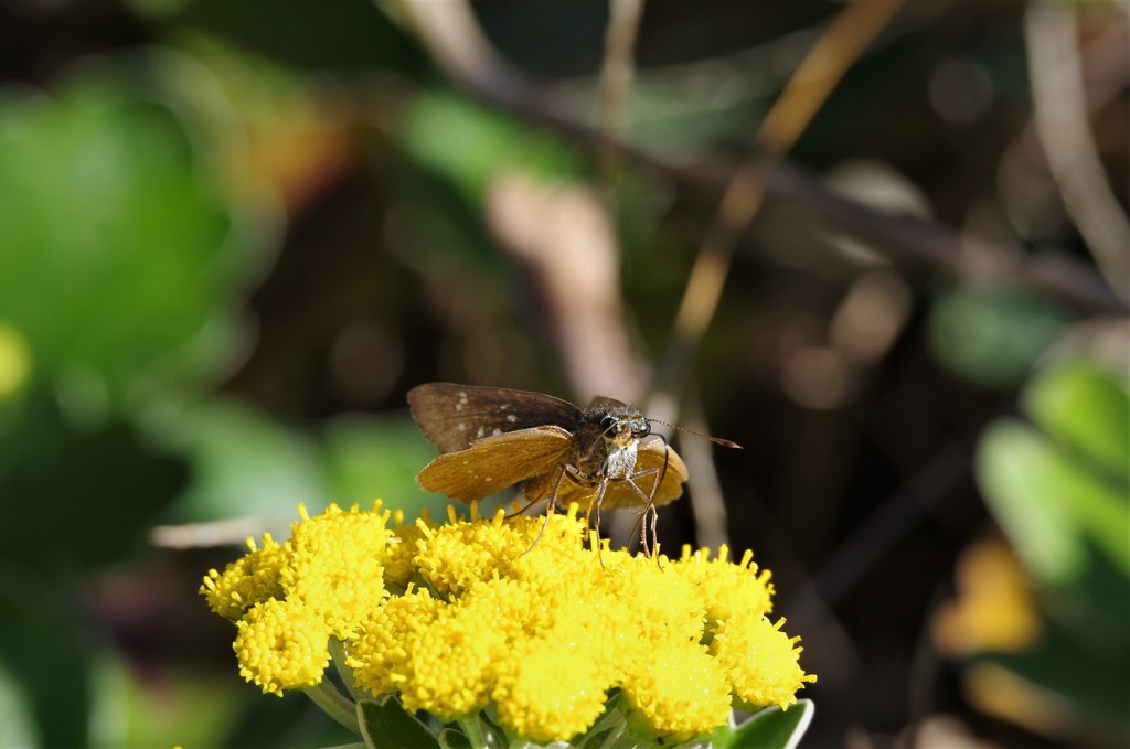 昨日のセセリ (2)