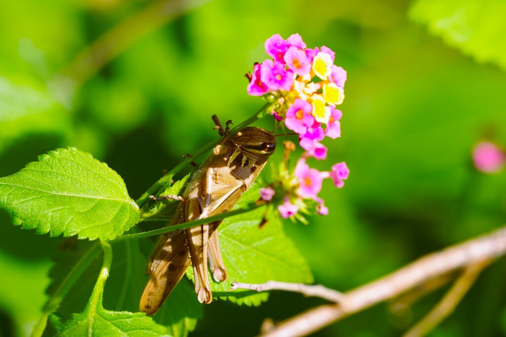 ランタナとバッタ